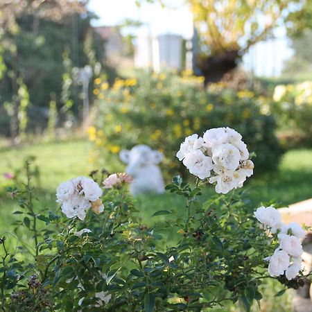 Pepe Rosa Bed & Breakfast Termoli Ngoại thất bức ảnh